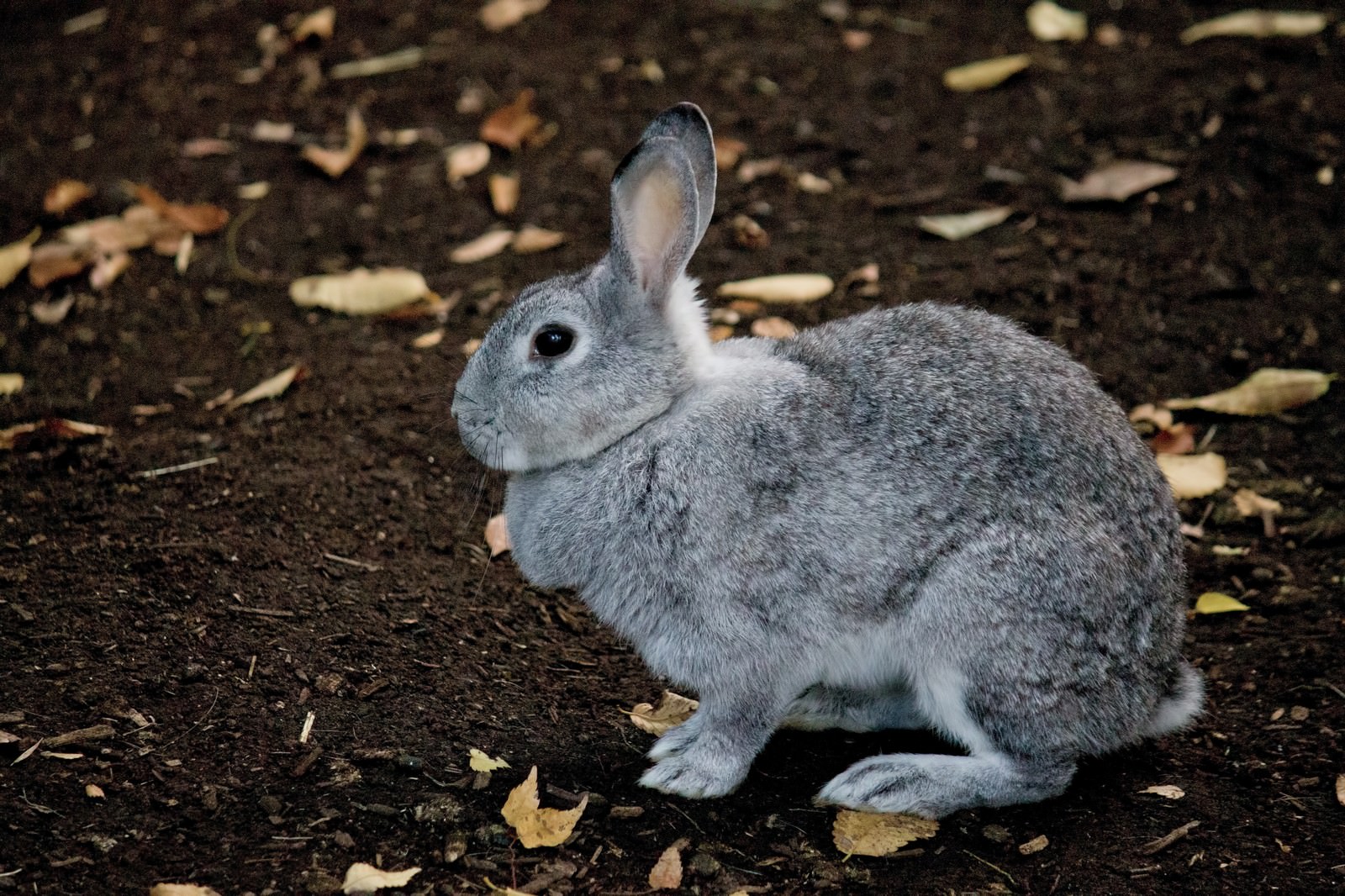 大人気のウサギの飼い方と性格を解説